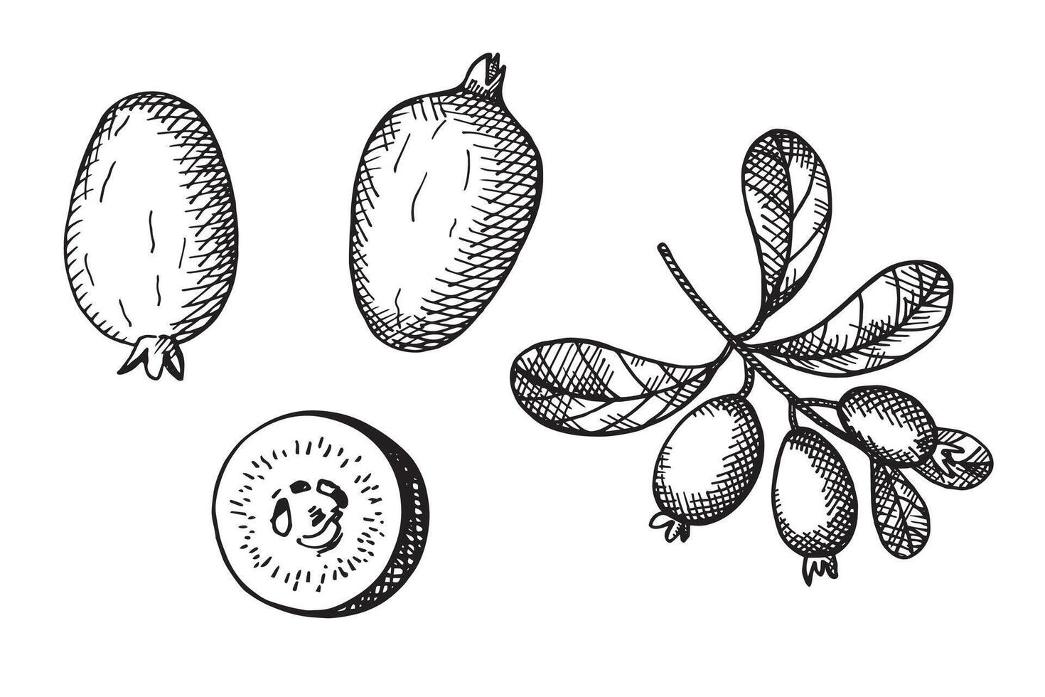 Engraved illustration of Feijoa plant. Hand drawn sketch with branch and fruits of tropical berry edible feijoa. Food, dessert. Design element for label, wrapping, sign, card, paper, logo vector