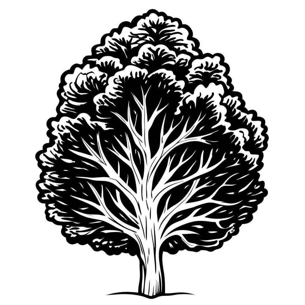Hand drawn black and white tree illustration in style depicting detailed foliage vector
