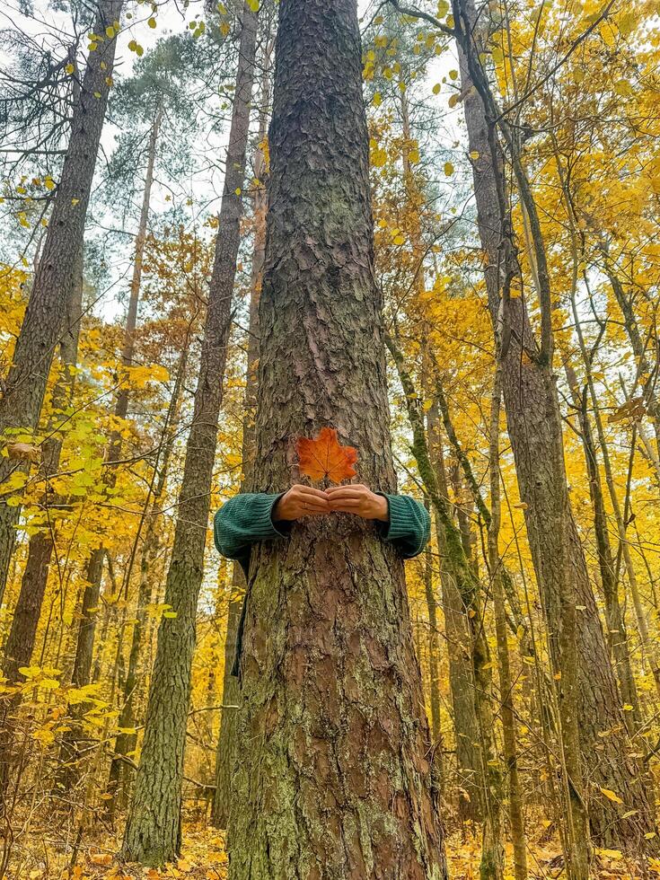 female arms hugging the tree with red maple tree . High quality photo