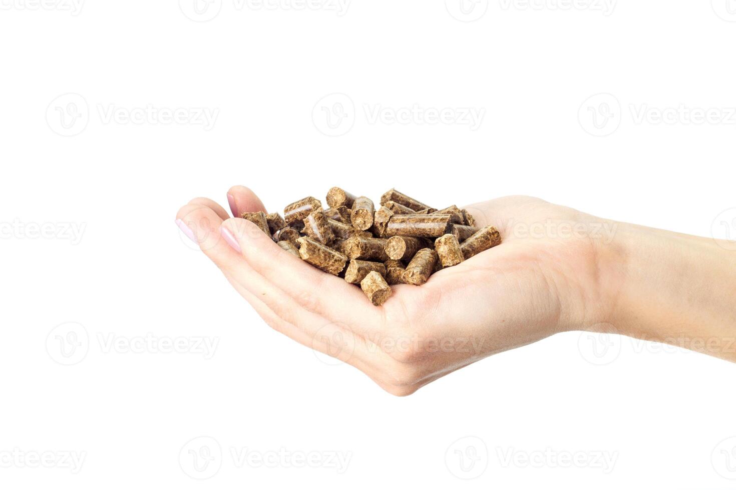 Human hand holding solid wooden pellets photo