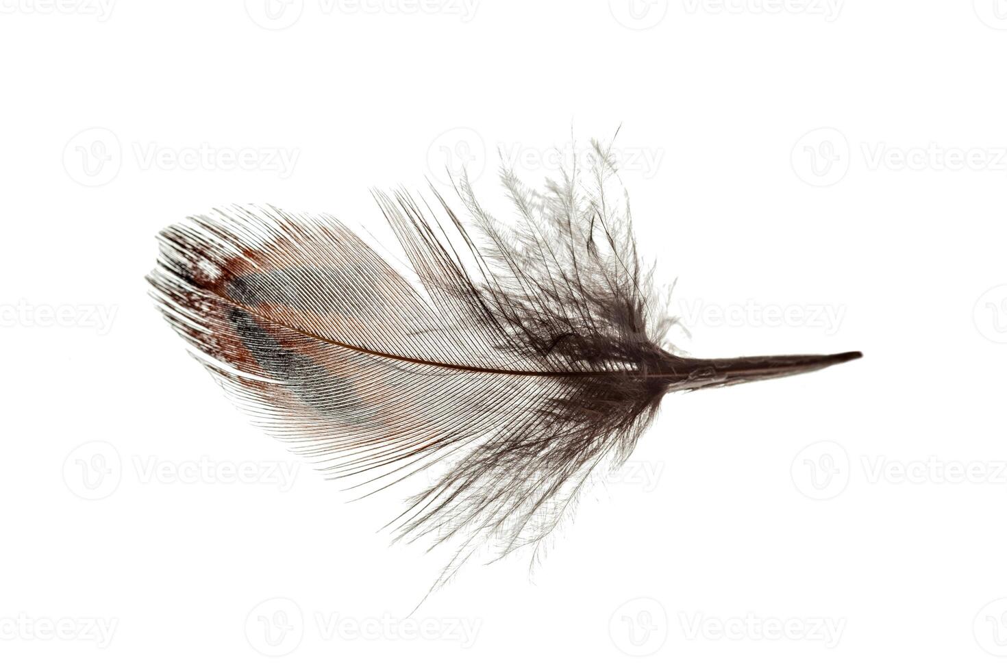 bird feather isolated on white background photo