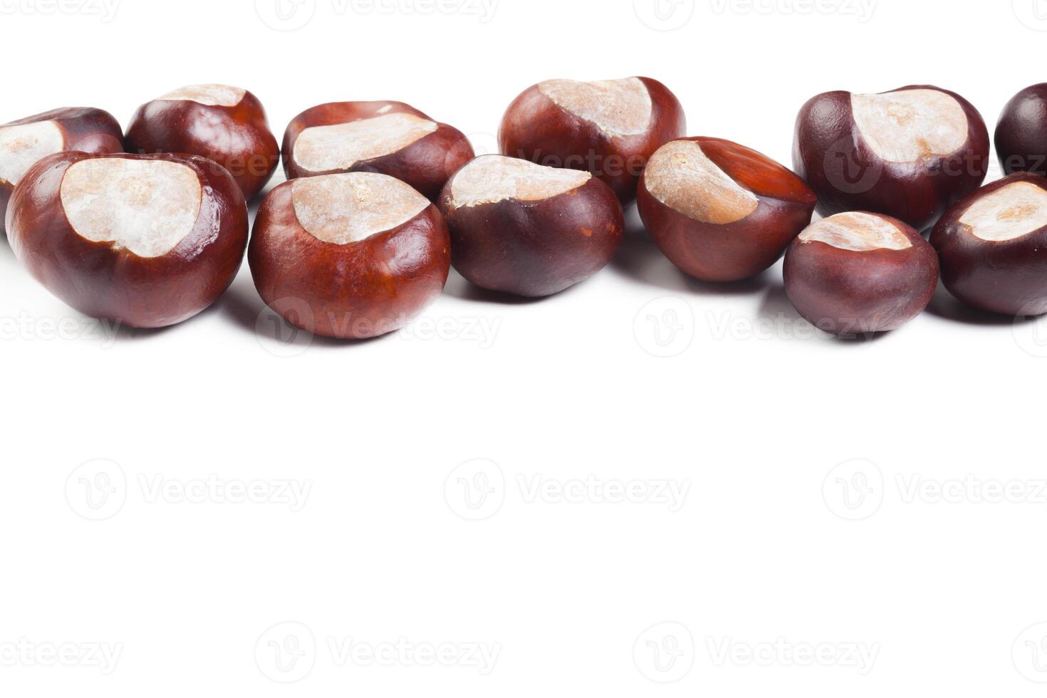 chestnut on a white background photo