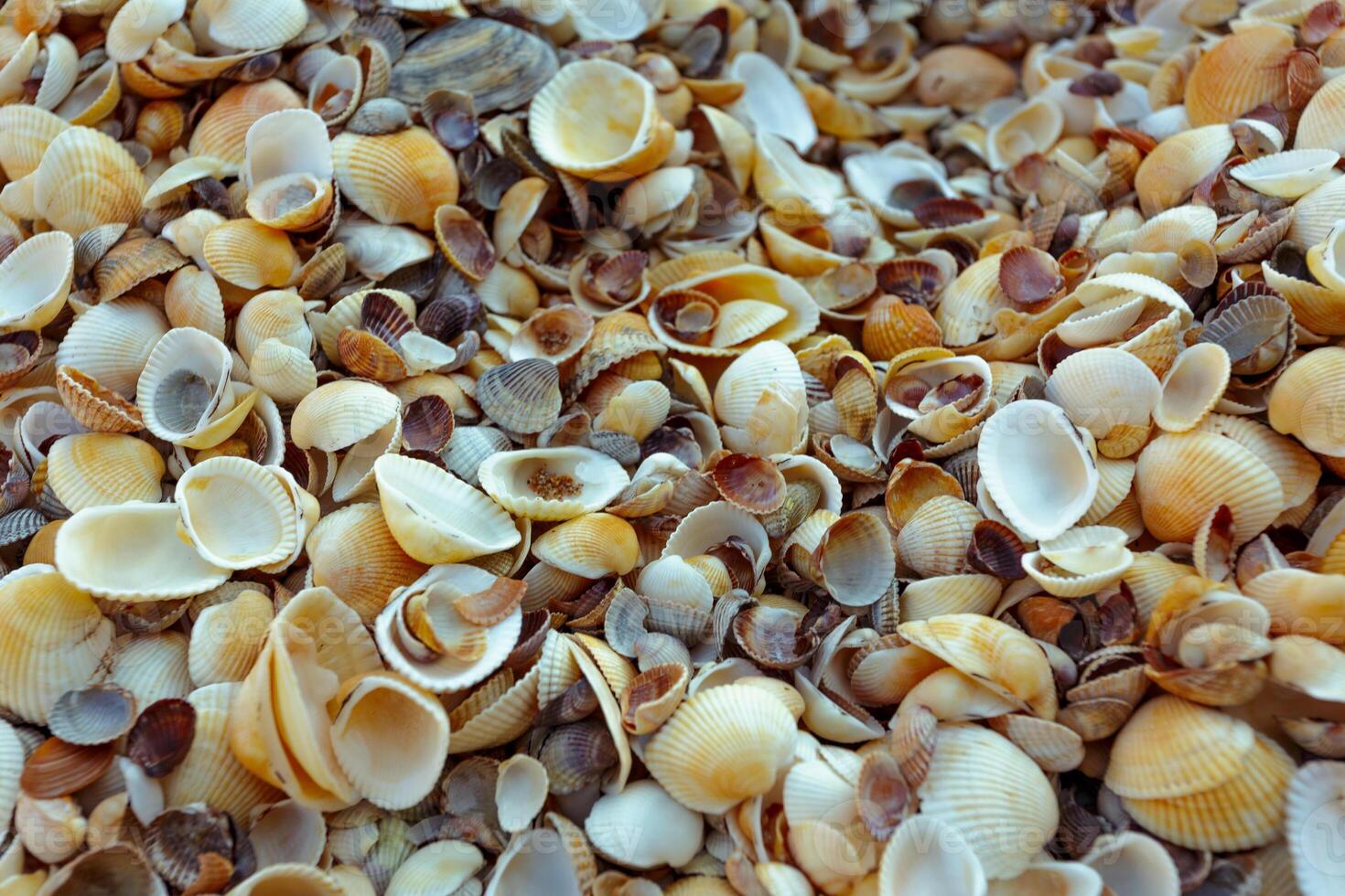 sea shells background photo
