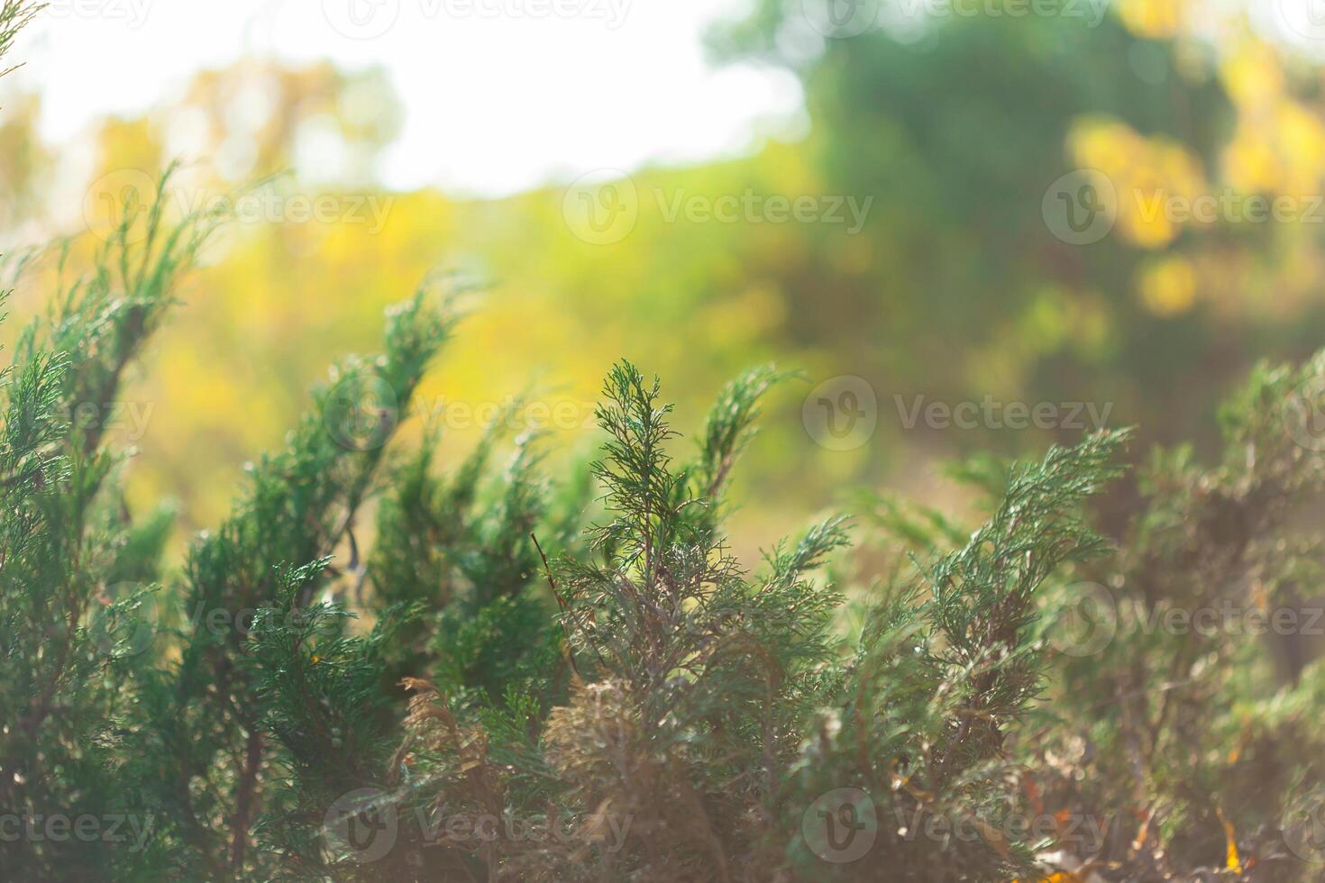 Blurred autumn background photo