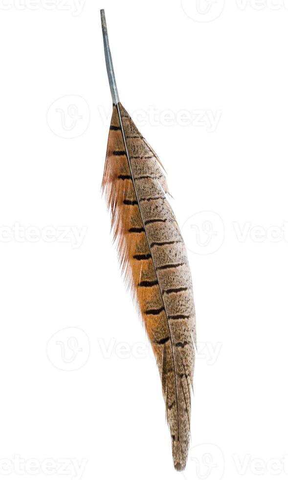 bird feather isolated on white background photo