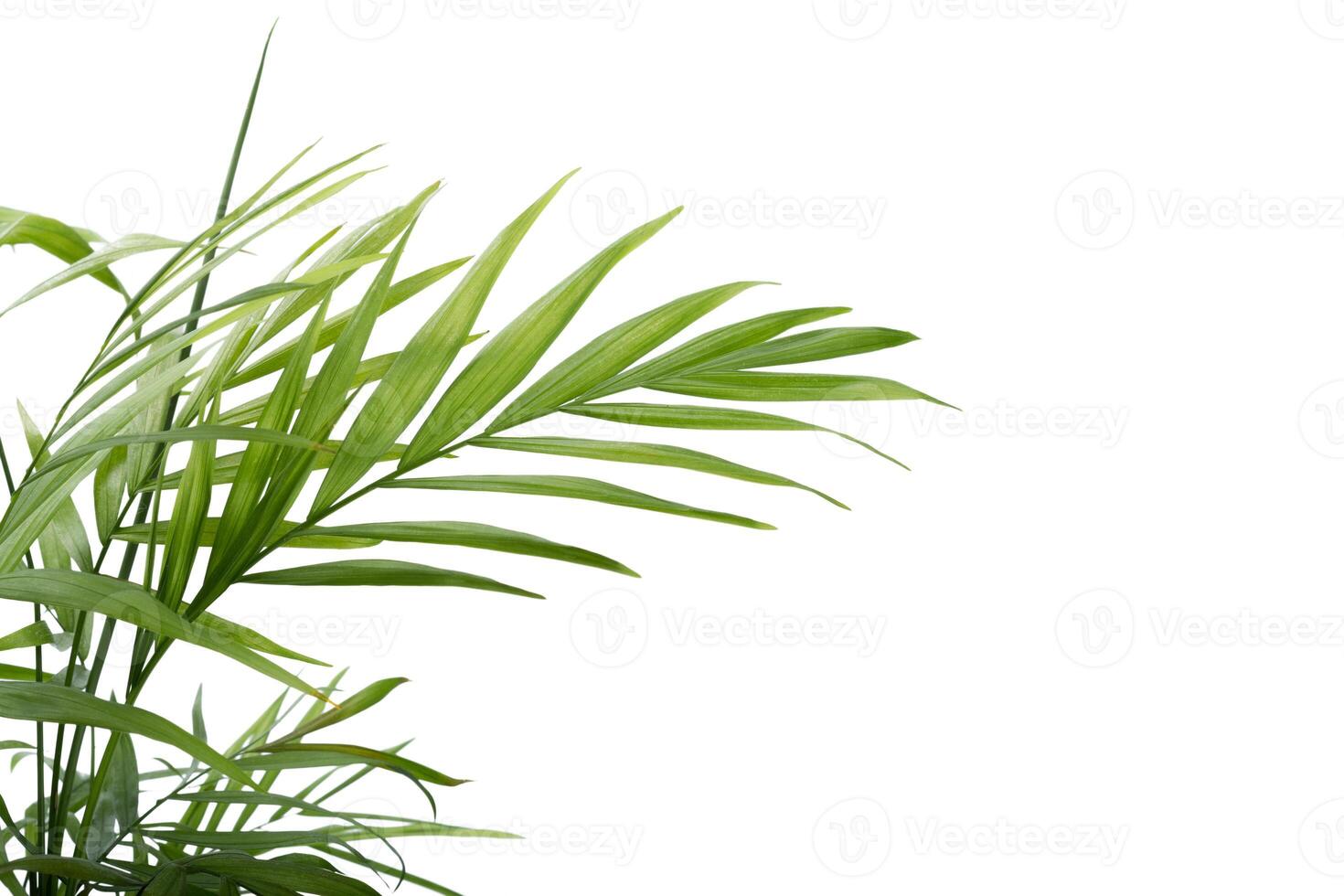 beautiful palm leaves photo