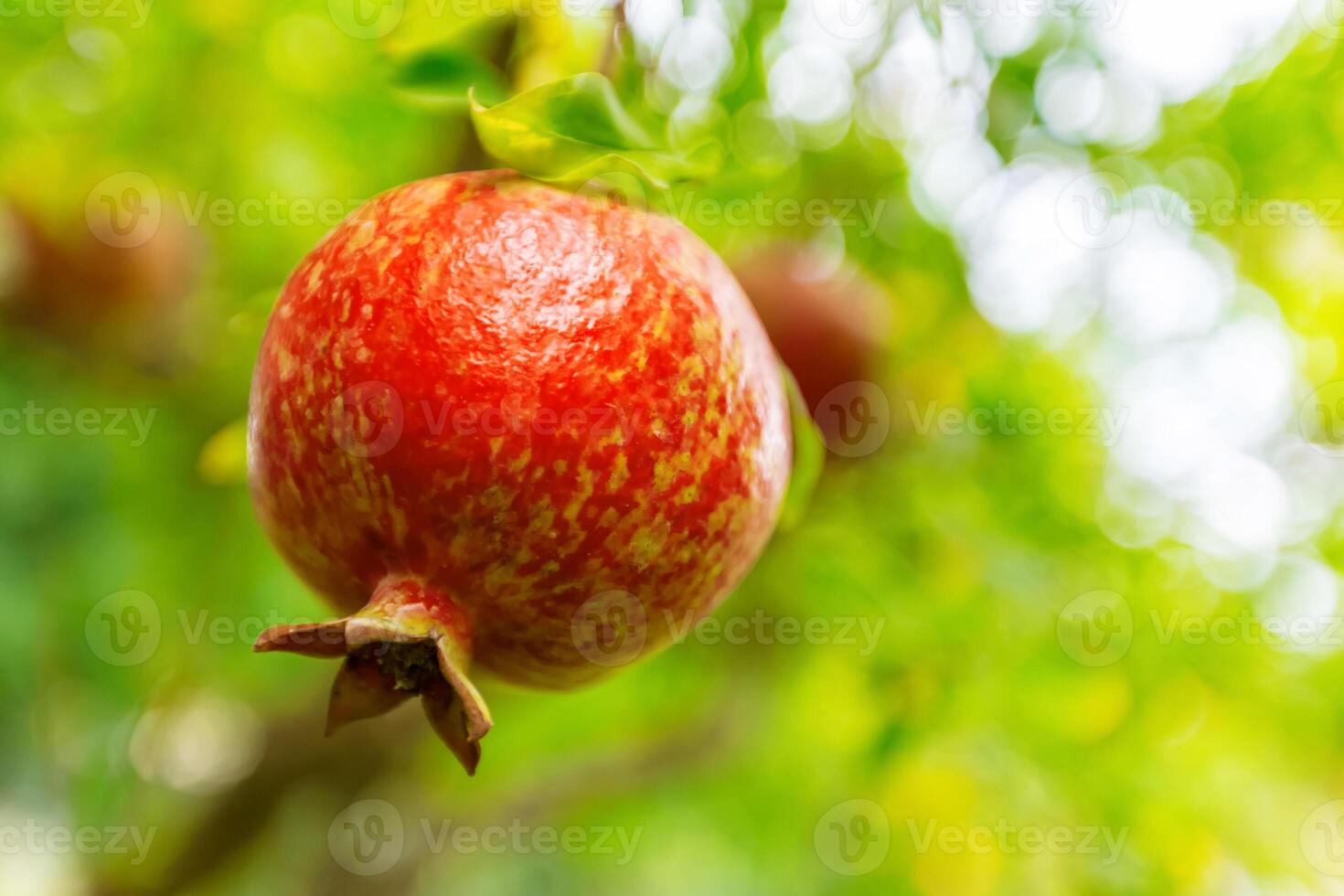 Ripe pomegranate fruit on the tree branch photo