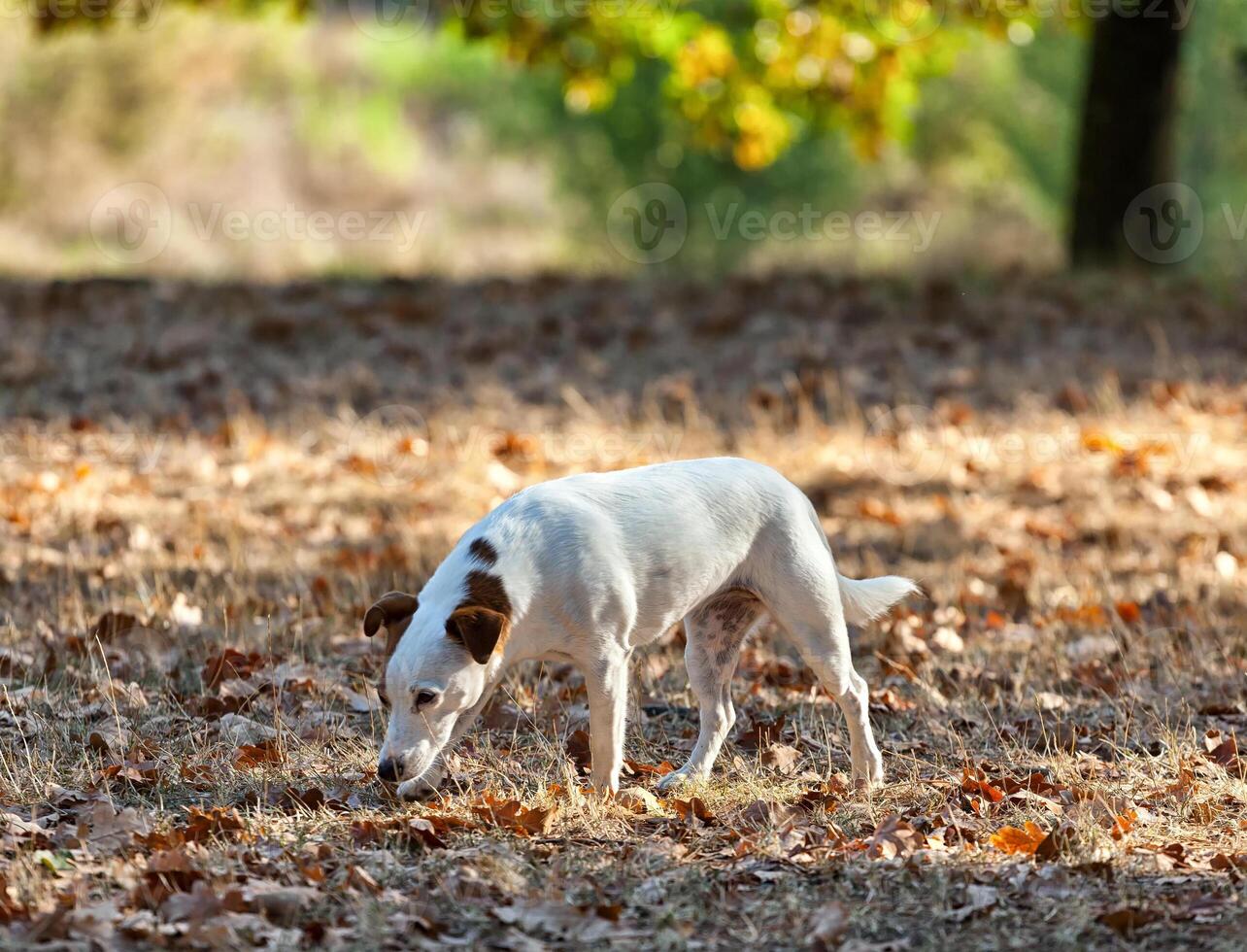 Jack russell terrier autumn. photo