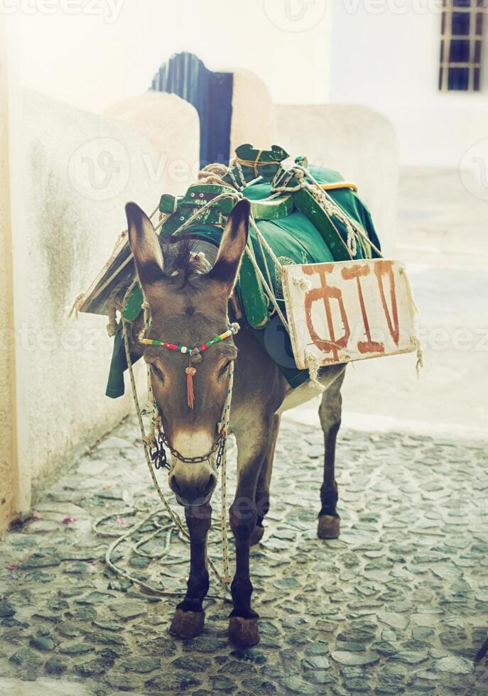 Donkey in Santorini photo