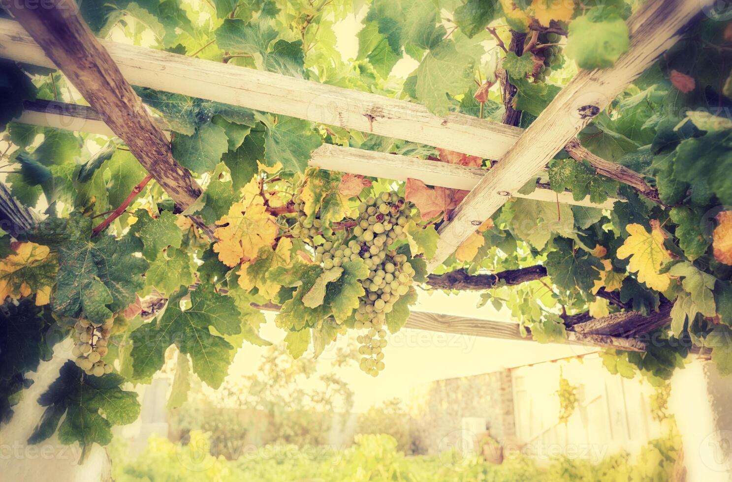 Bunch of white grapes in the vineyard. photo