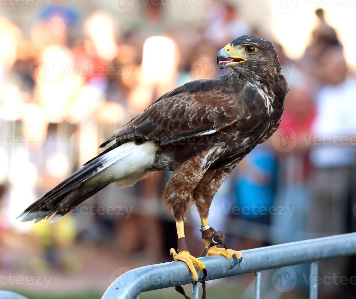 Hawk on a barrier photo