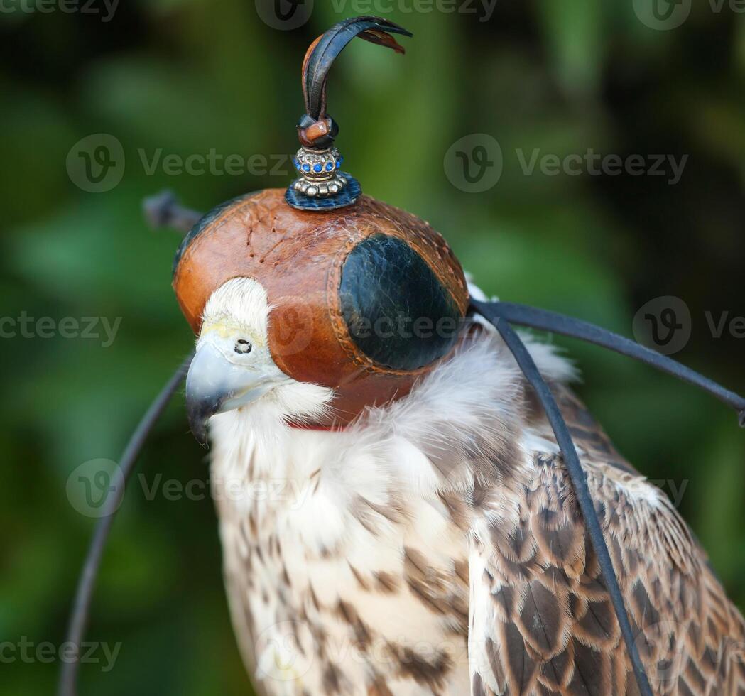 Peregrine falcon with mask photo