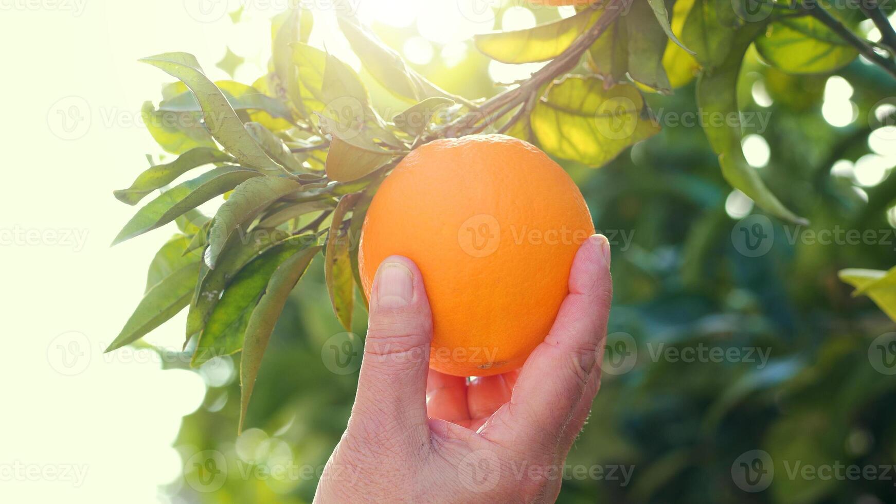 A man's hand checks the ripeness of oranges in an orange grove. photo