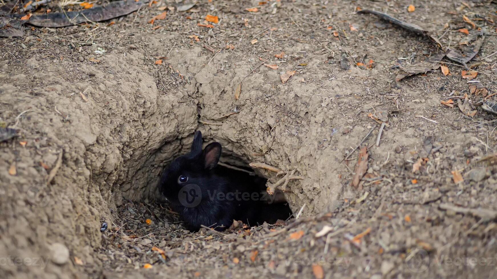 Rabbit burrow in the ground. The hole in the subsoil is the natural habitat of the bunnies. photo