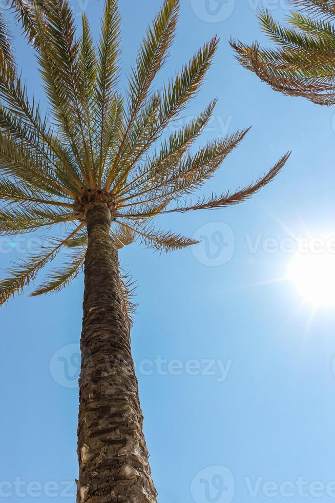 Palm tree on the background of a blue sunny sky photo