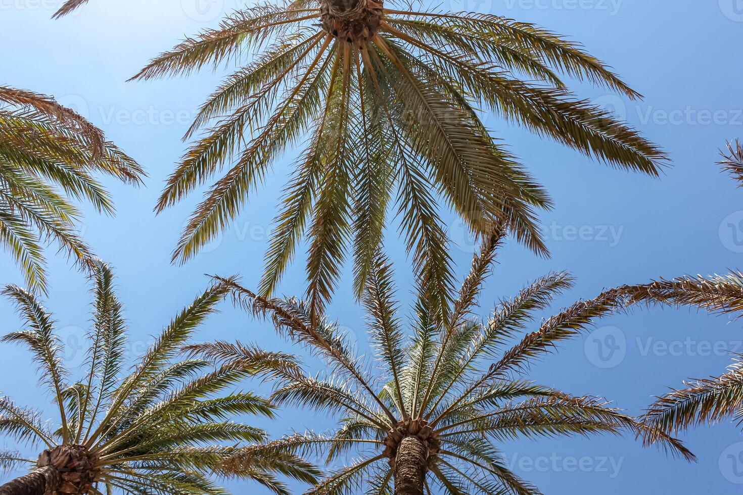 Palm trees on the background of a blue sunny sky photo