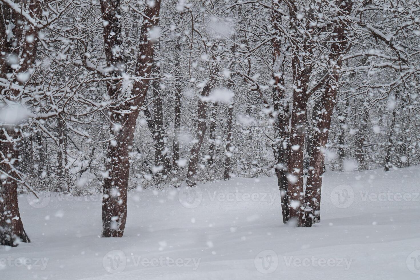 Blizzard Conditions as Snow Falls in a Wooded Area photo