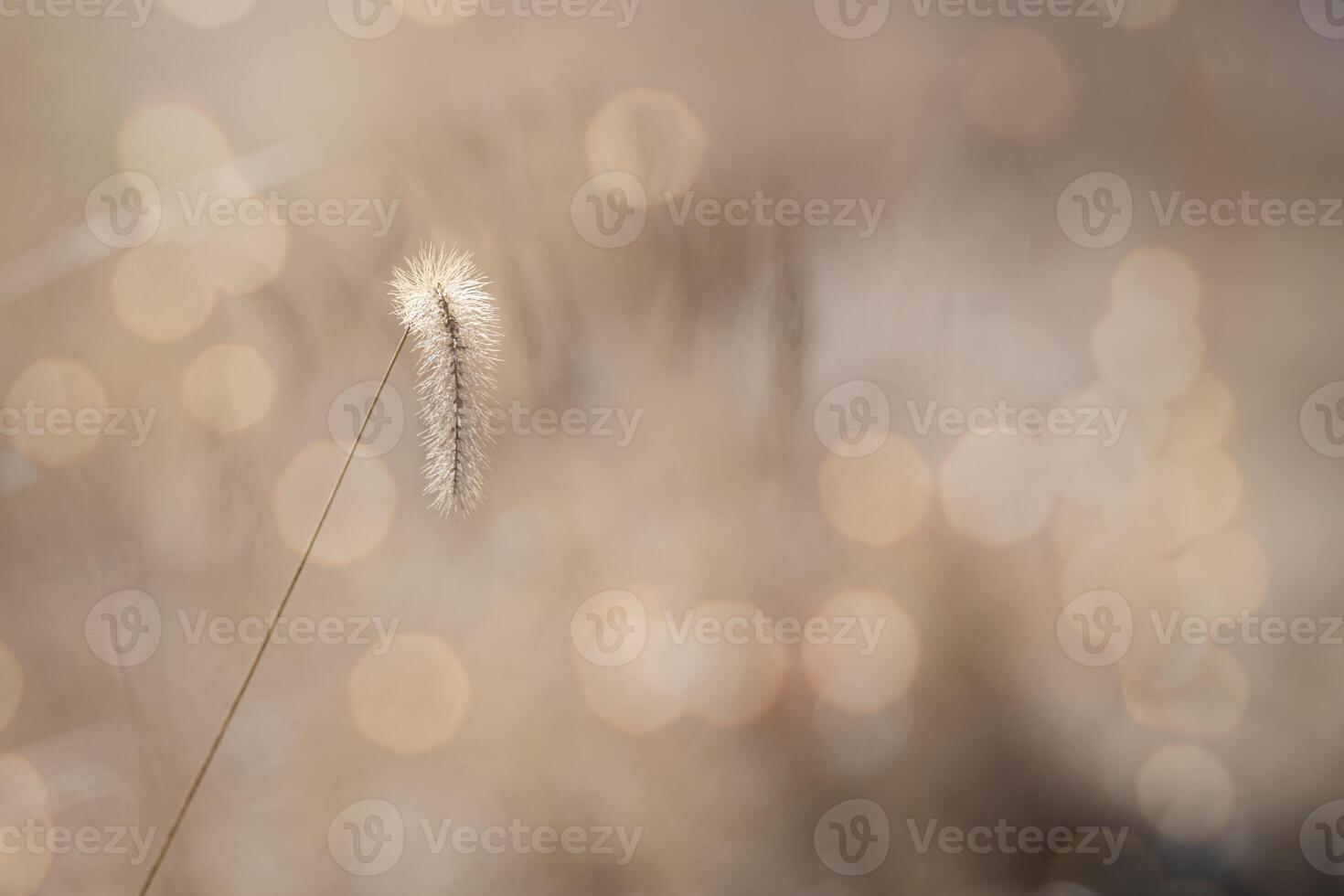 Single Fox Tail in a Field with Natural Bokeh Light photo