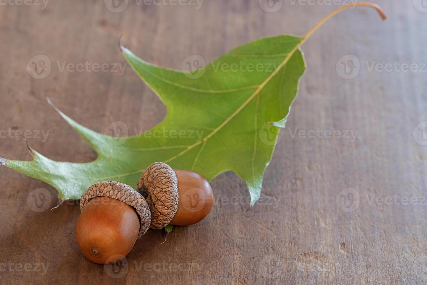 Two Acorns on a Wood Surface with an Oak Leaf photo