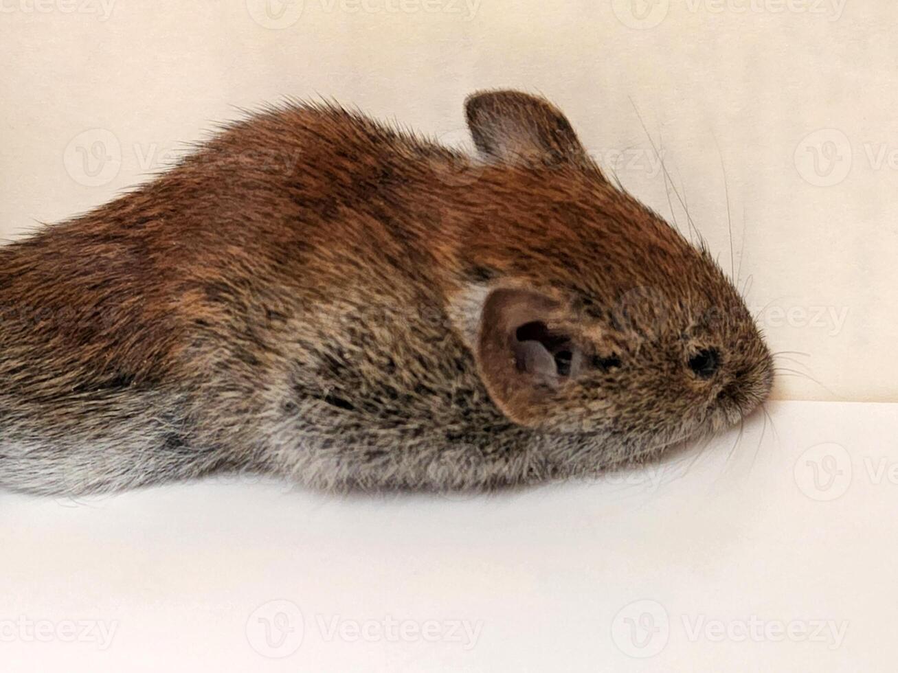 Dead mouse. Small gnawing pest. Dead rodent photo