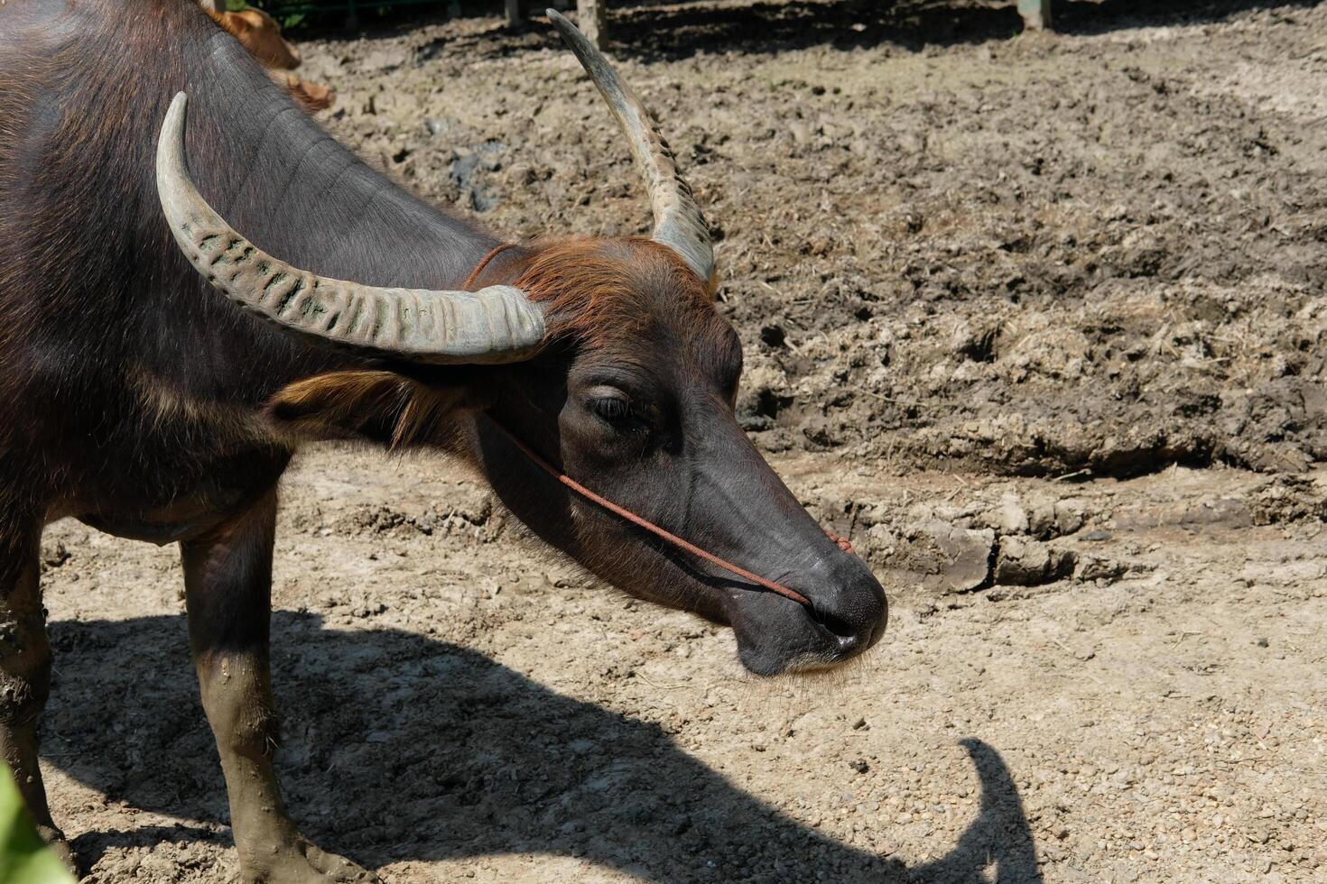 Buffaloes stand and play in the sun outdoors. photo