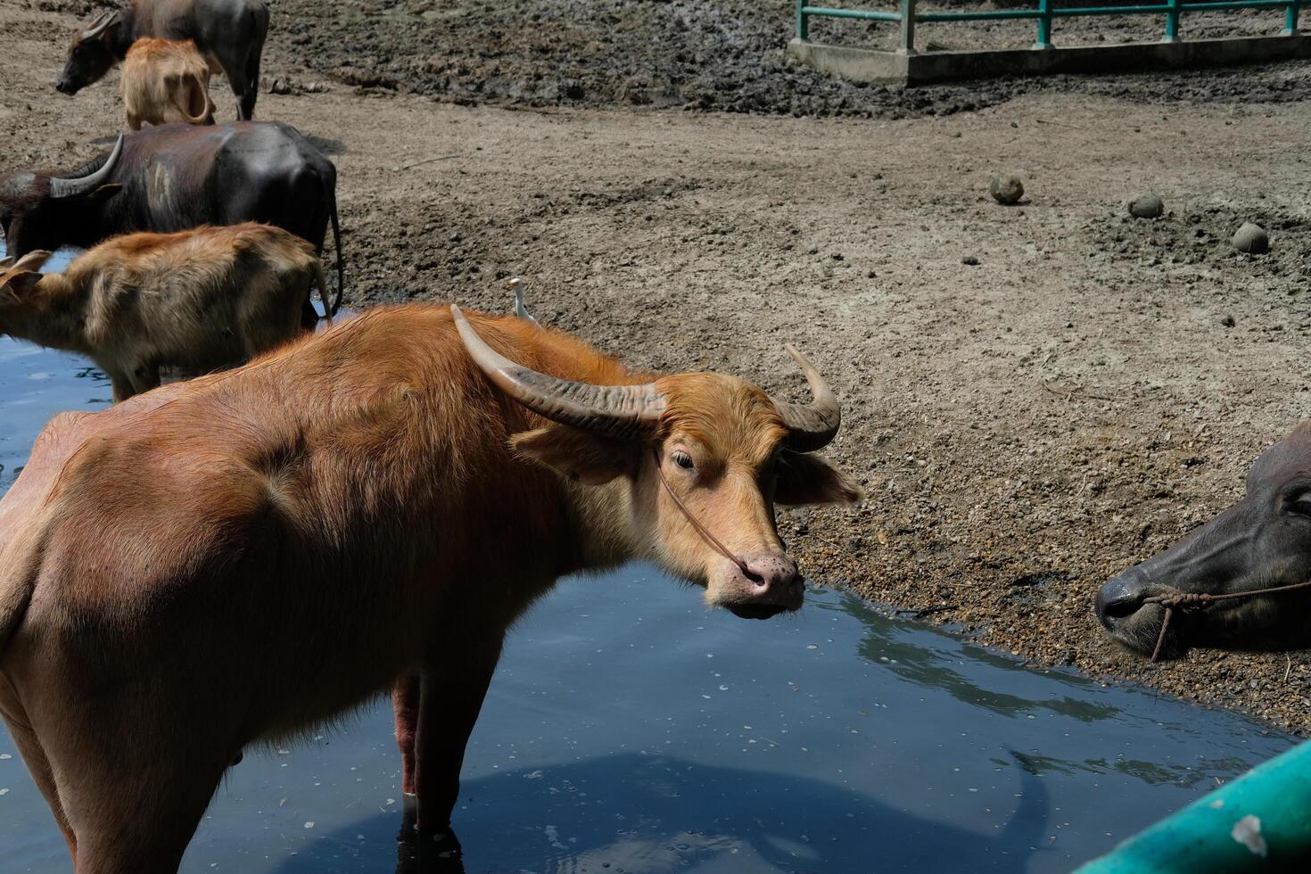 A buffalo stands in the water and looks back. photo