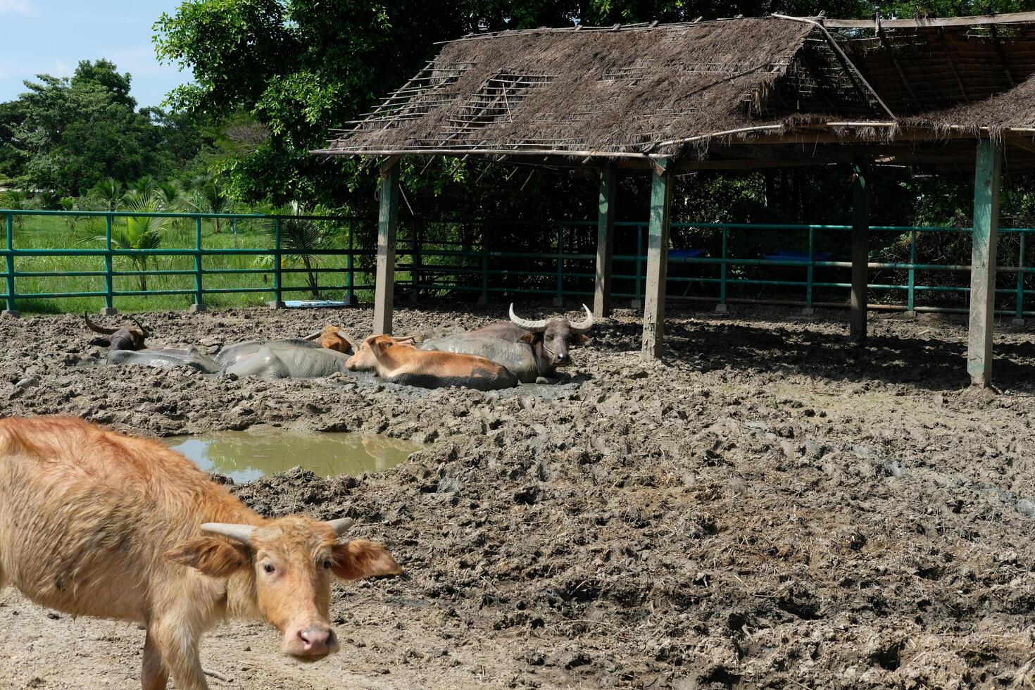 Buffaloes stand and play in the sun outdoors. photo