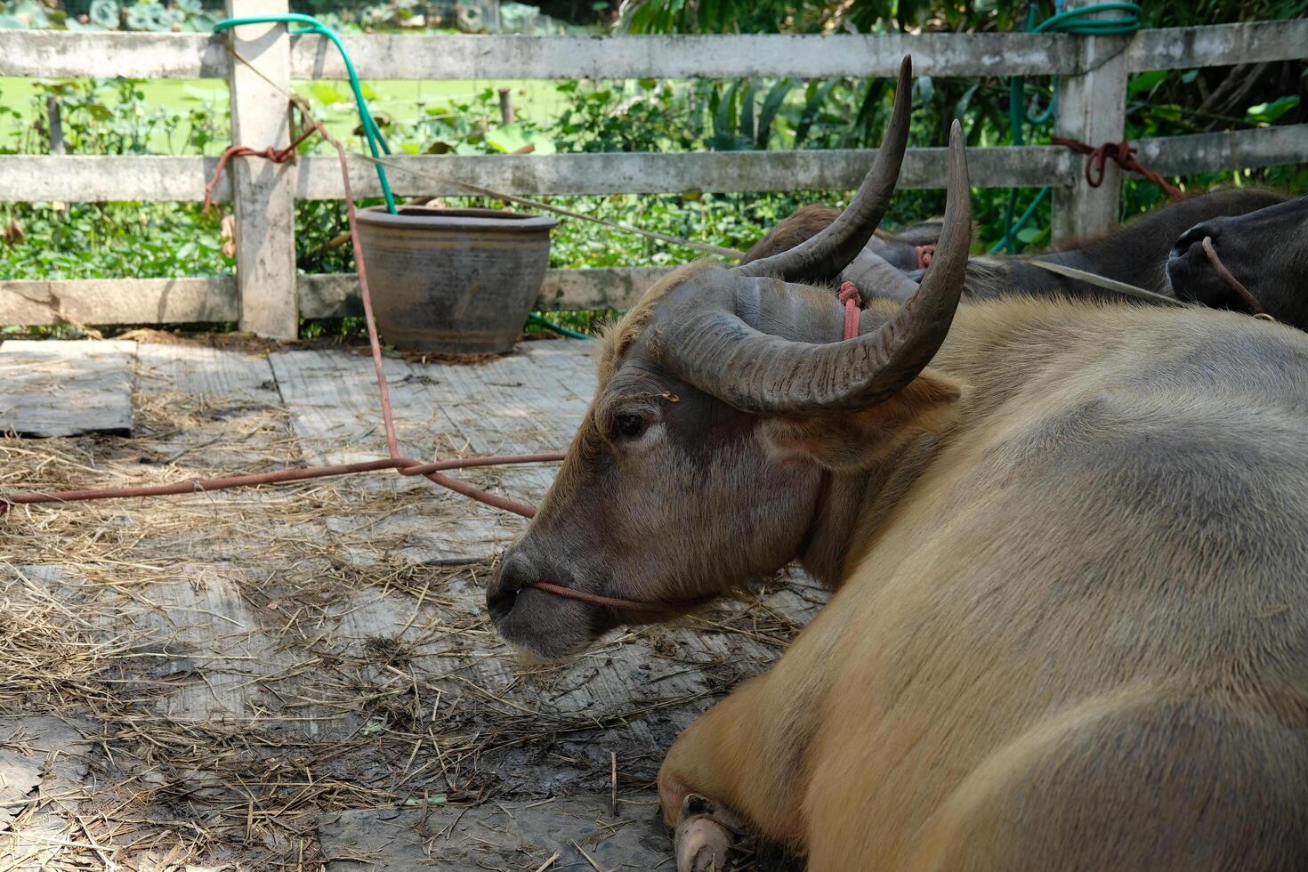 Buffaloes are sleeping under the barn. photo