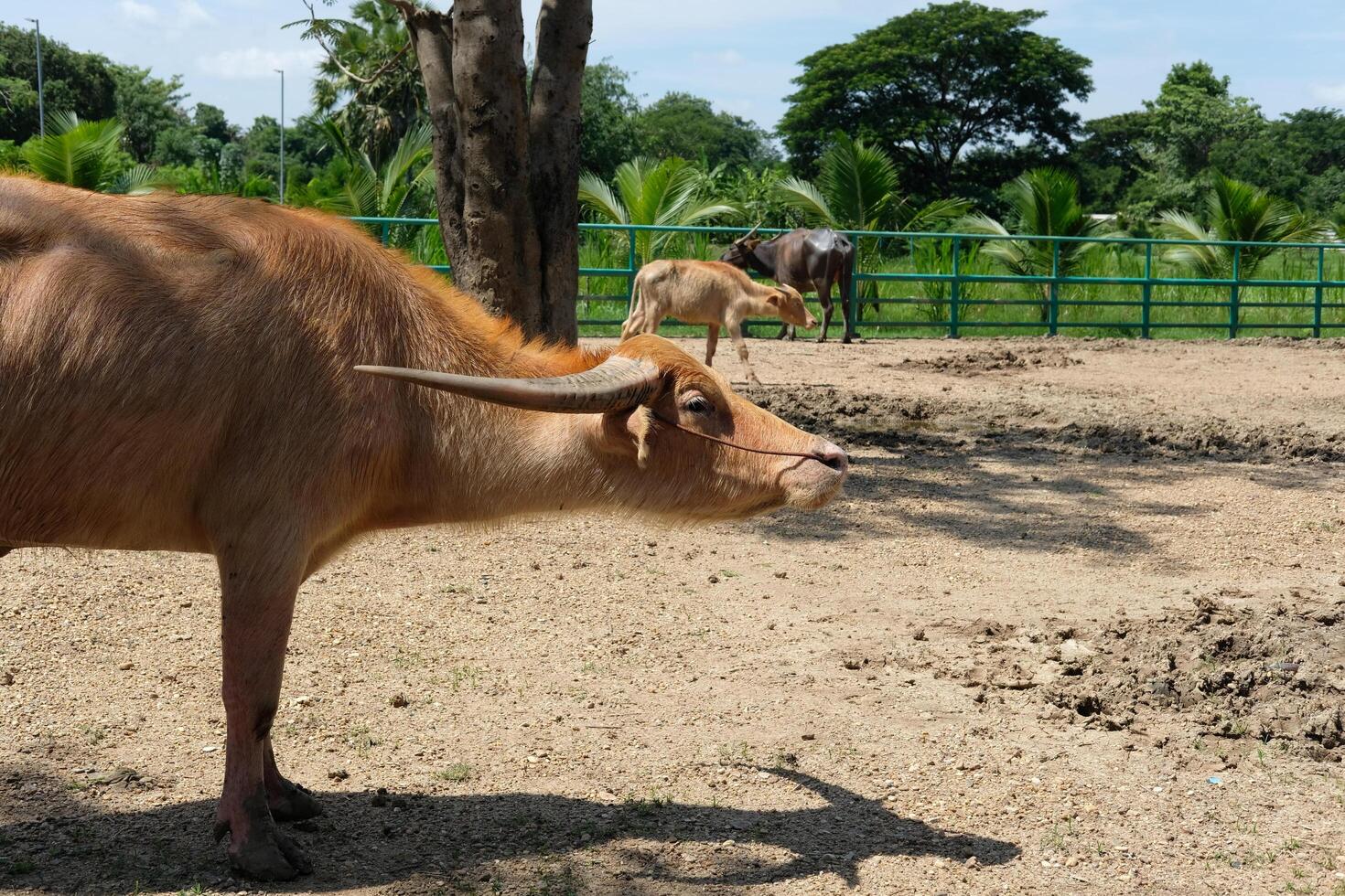 Buffalo and daily activities photo
