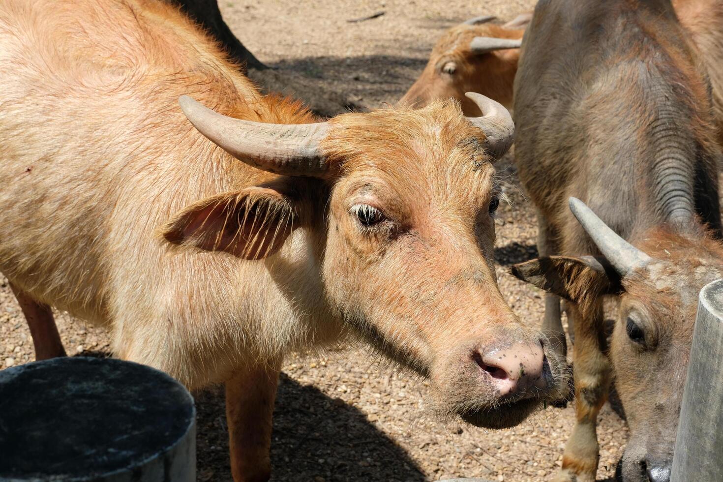 A buffalo calf stands looking in the sun. photo