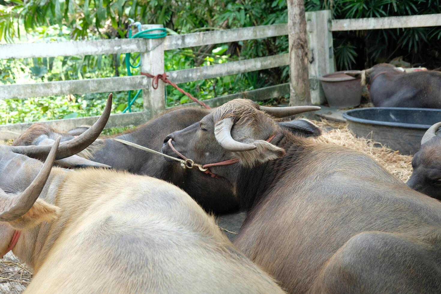 A herd of buffaloes are lounging in a pen. photo