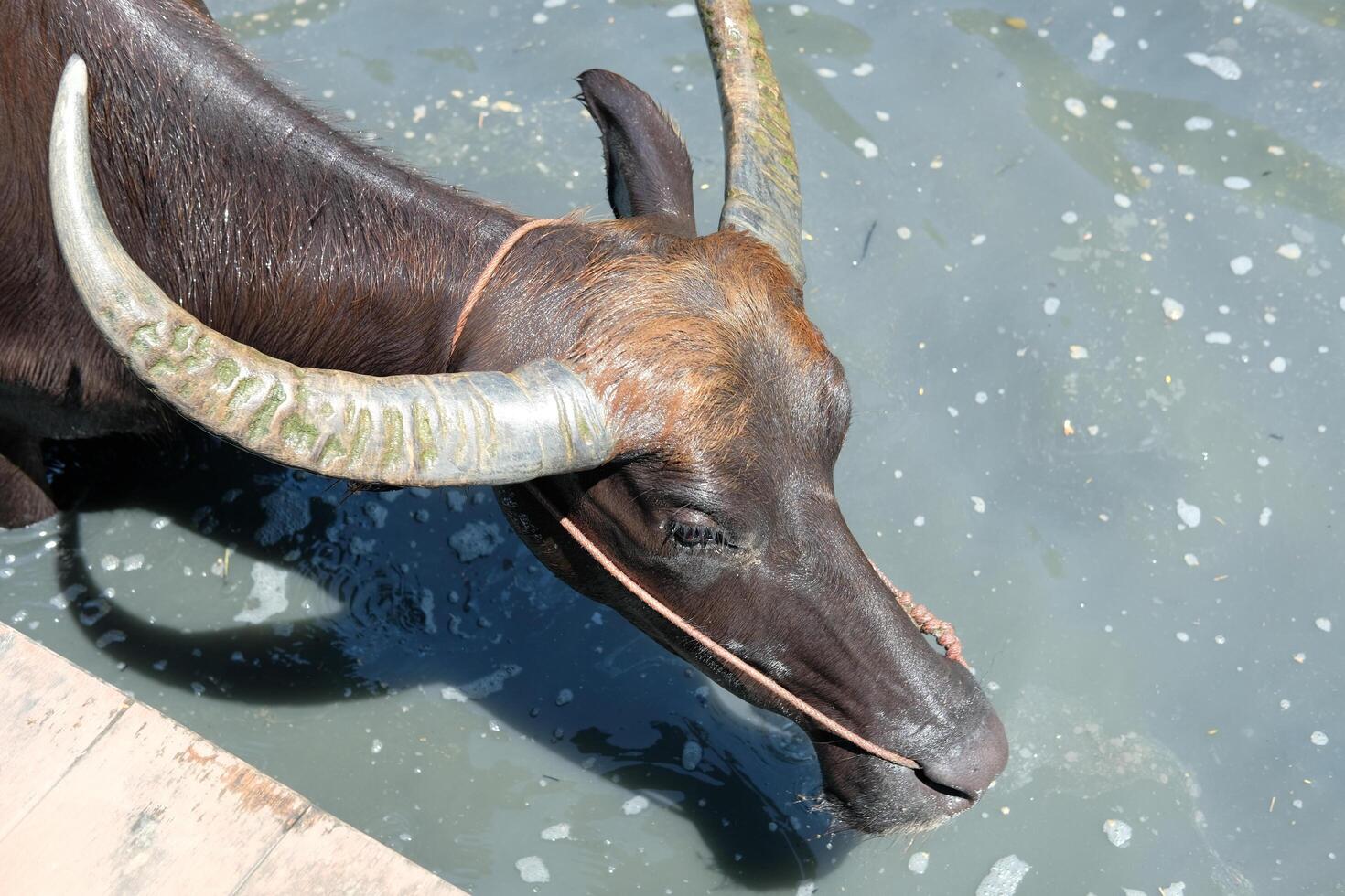 A herd of black buffaloes playing in the sun in the water photo