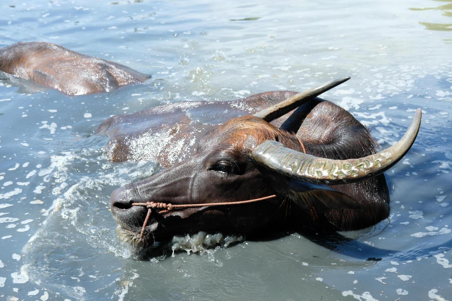 The gray buffalo in the water looks away. photo