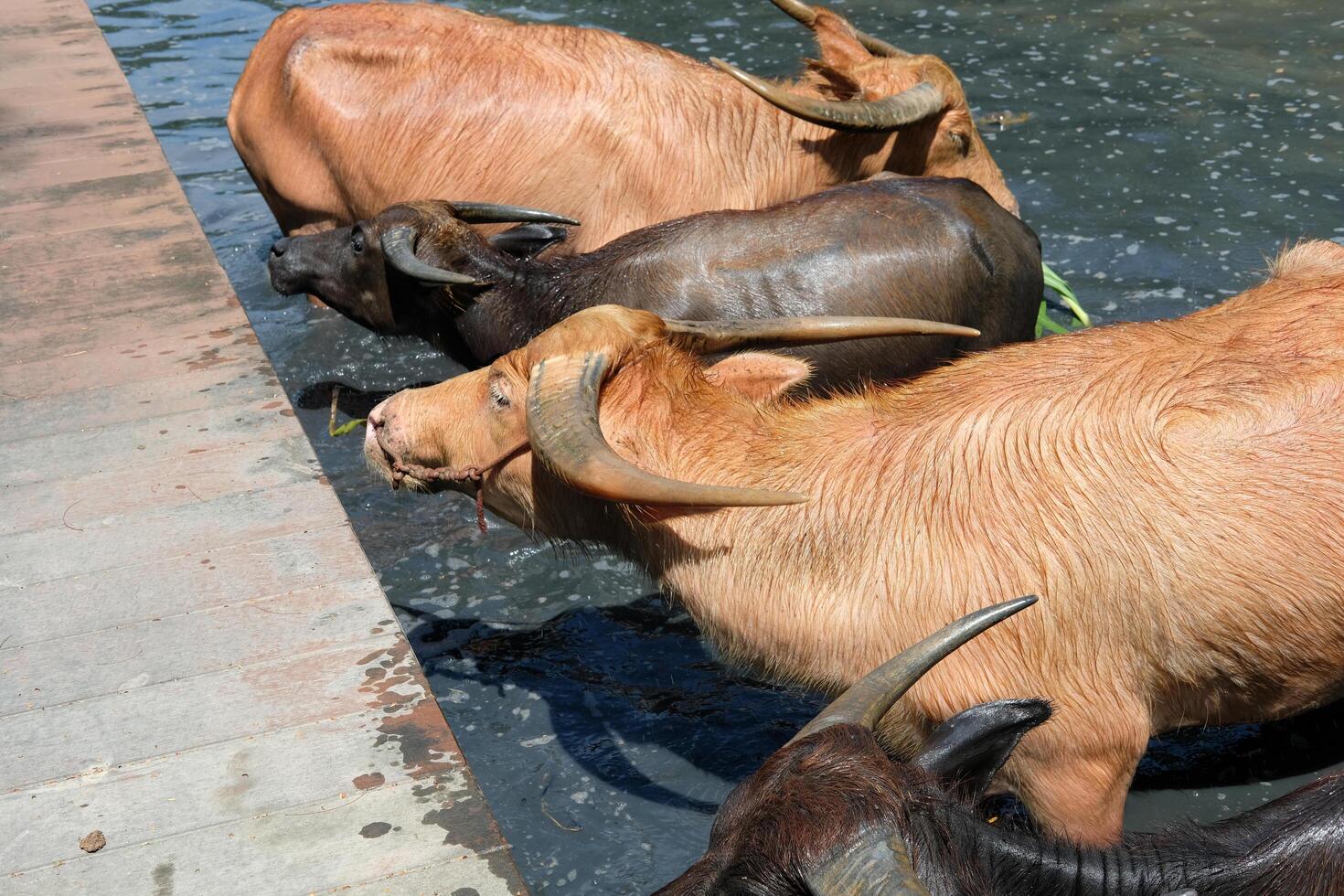A herd of buffaloes in the water waiting for food under the walkway photo