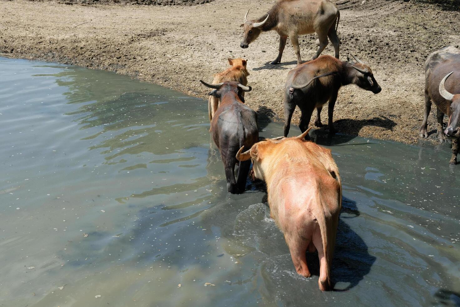A herd of buffaloes walk up from a pond. photo