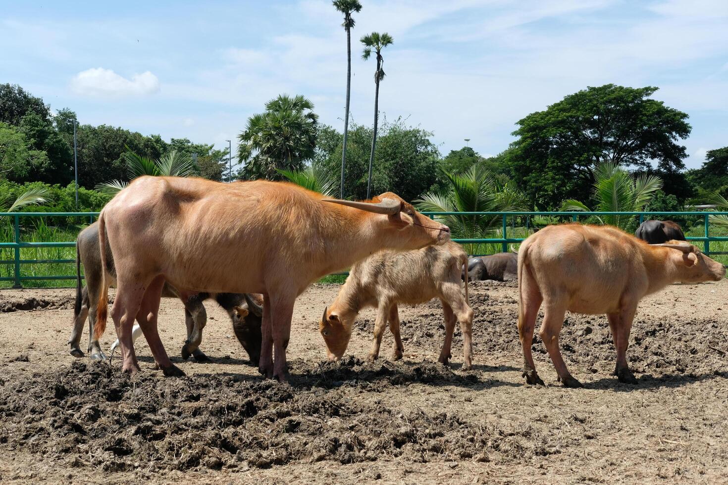 A herd of buffaloes are in the sun on the ground. photo