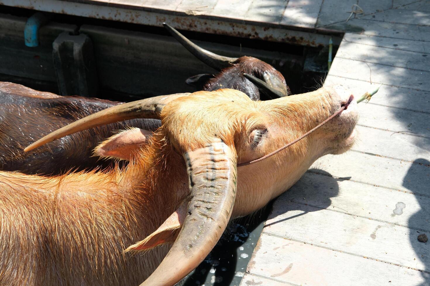 A buffalo stands with its head sticking out under the walkway. photo