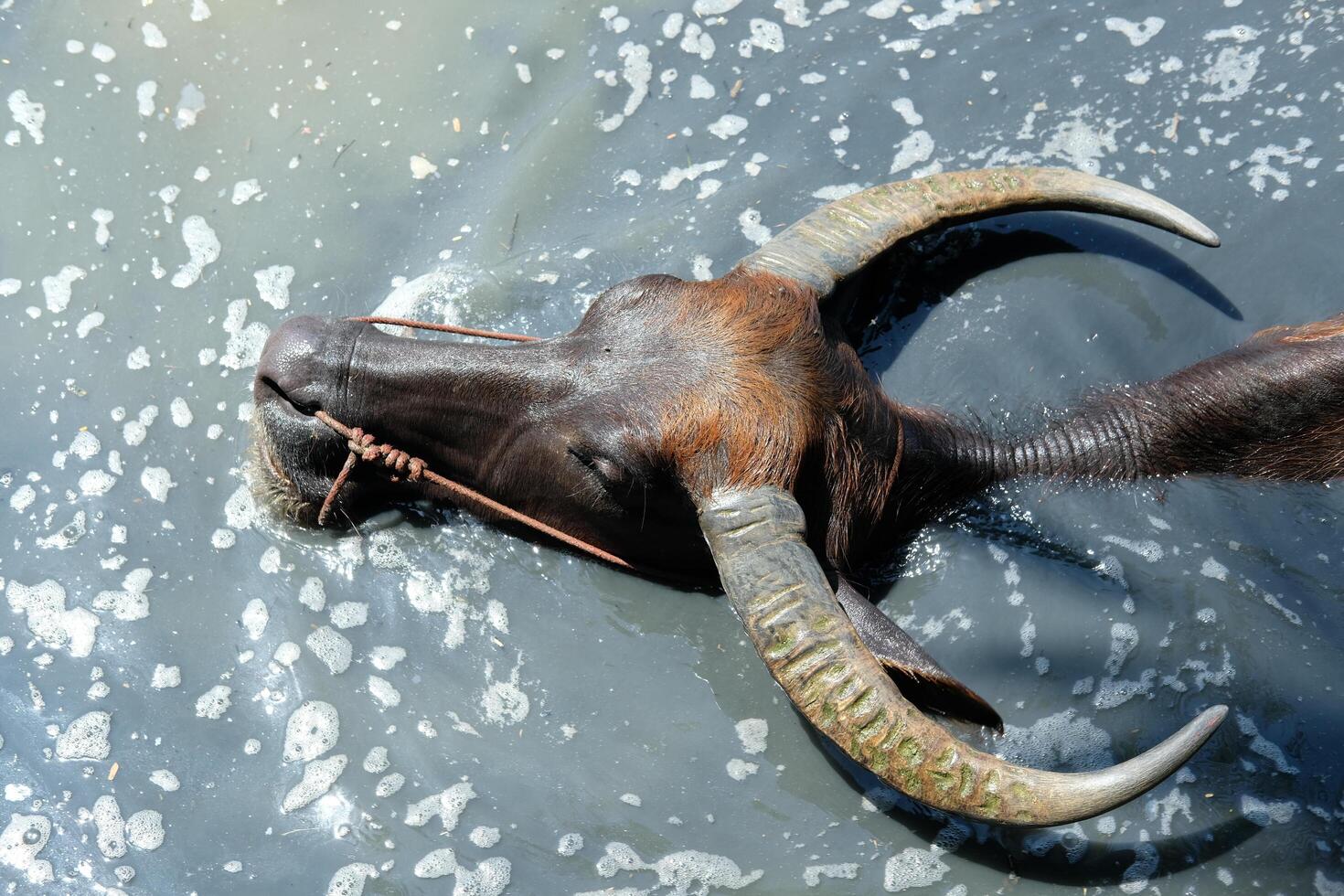A herd of buffaloes, with beautiful horns, soaking their whole bodies in the sun. photo