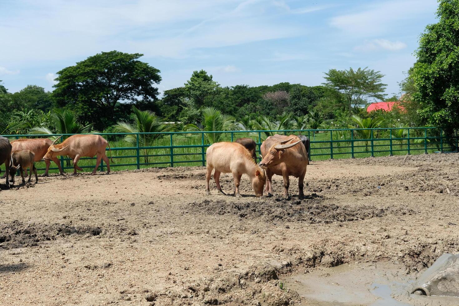 Buffaloes stand and play on the ground outdoors. photo
