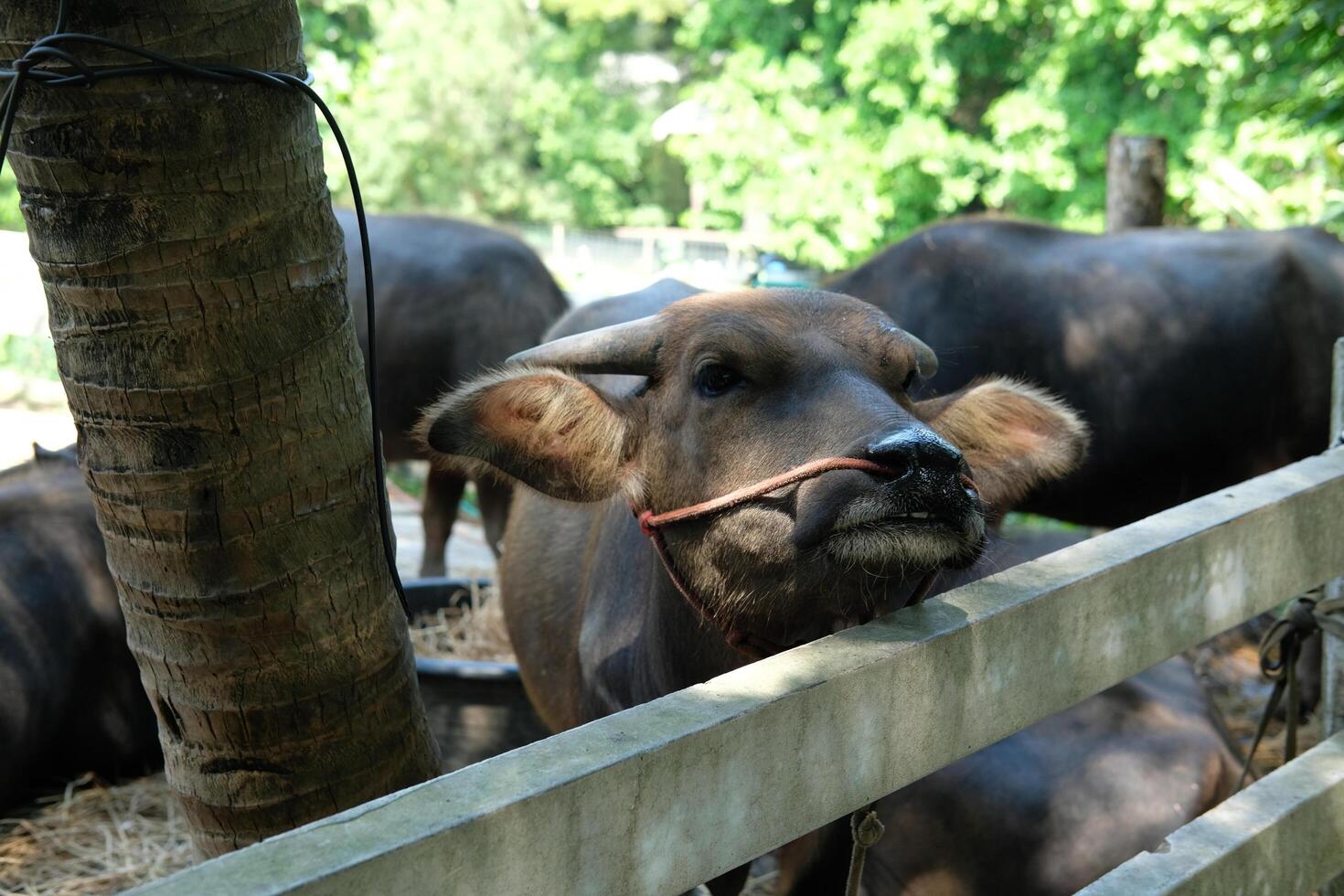 Baby buffalo on farm background many buffaloes photo