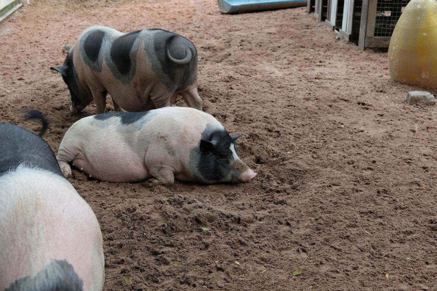 A group of pigs in a pen with a fence photo