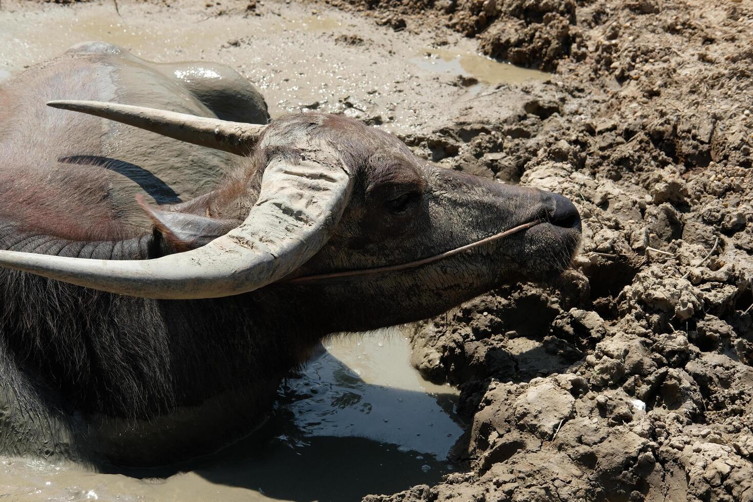 A black buffalo is lying in the mud in the sun. photo