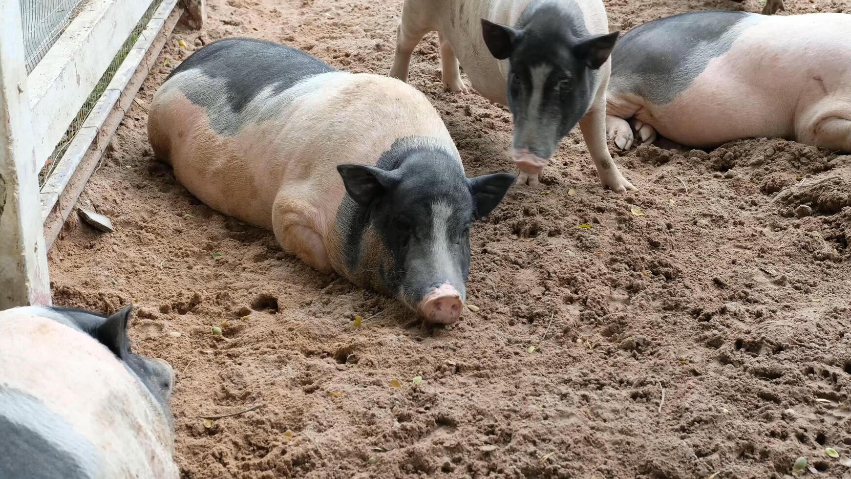 Pigs in the mud photo