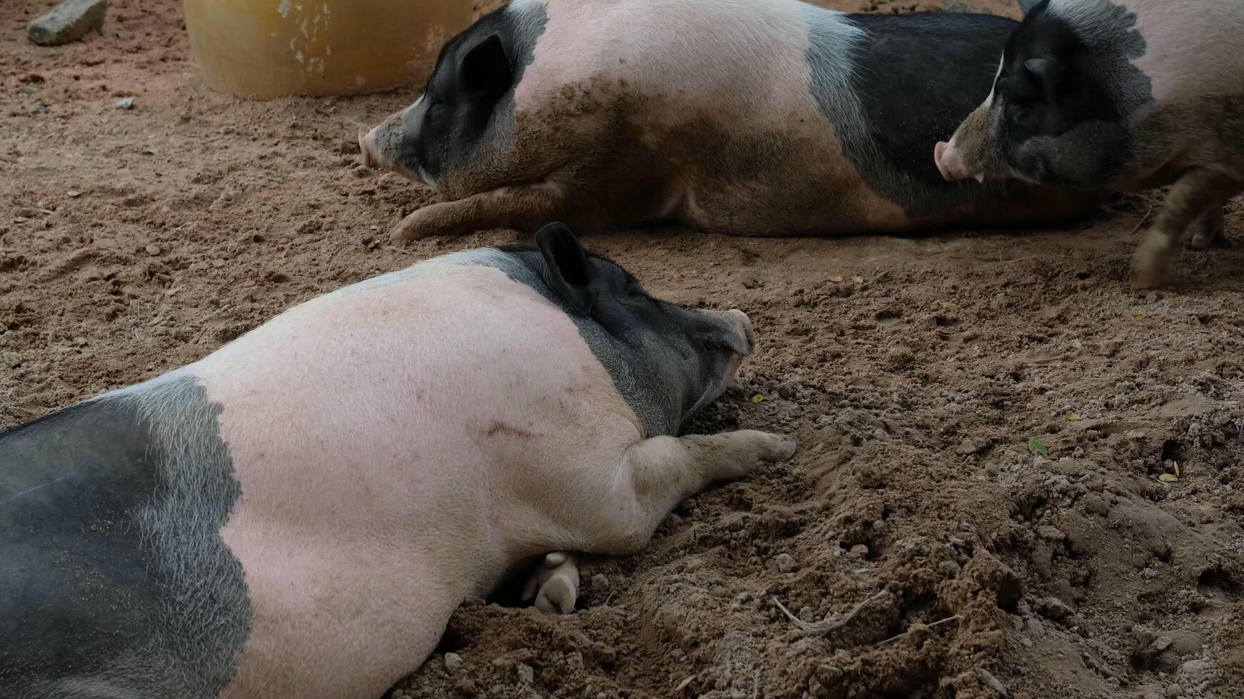 Two pigs laying in the dirt next to each other photo