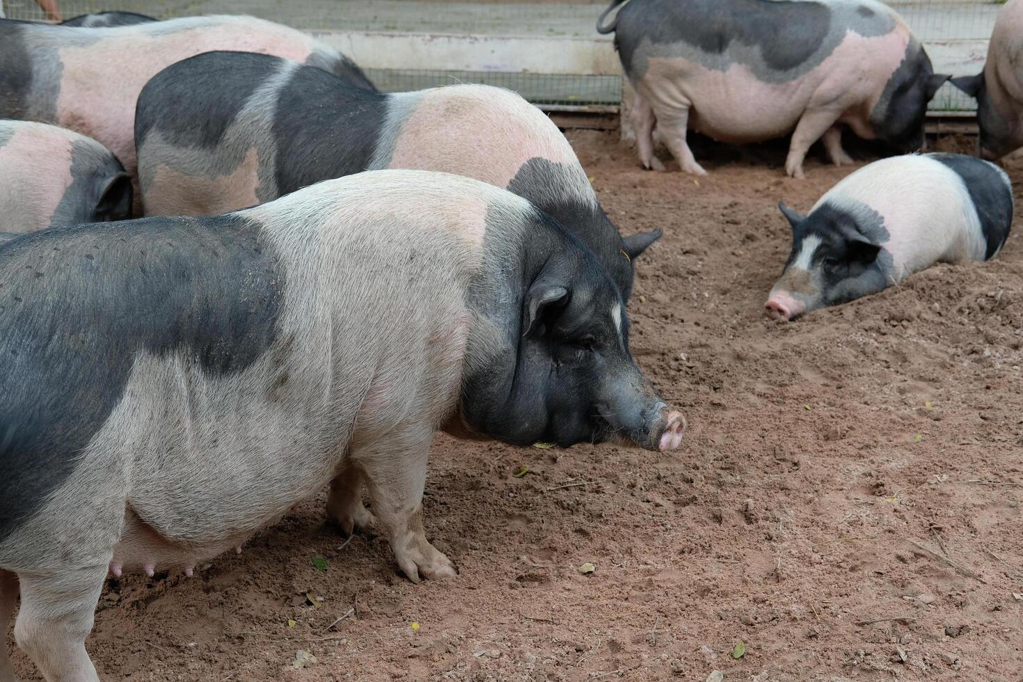 A group of pigs in a pen photo