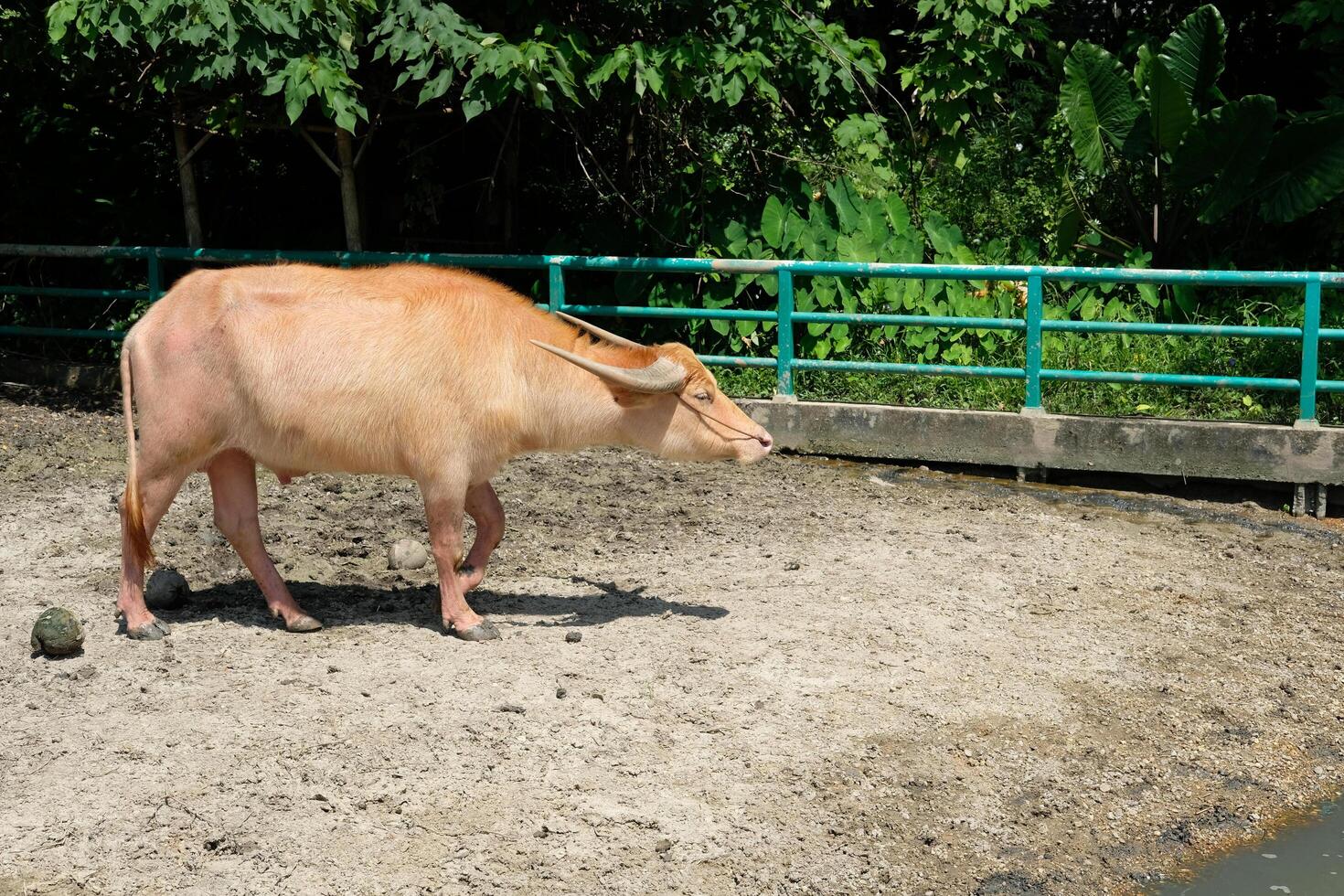 A white buffalo walks in the sun. photo