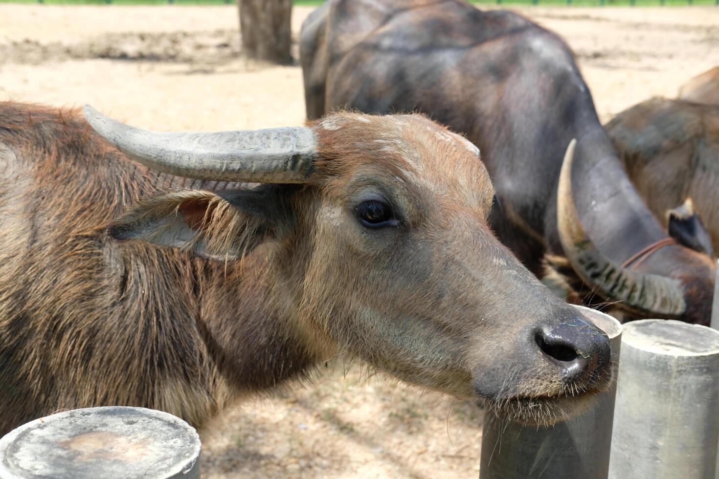 A gray buffalo stands looking outside the concrete fence. photo