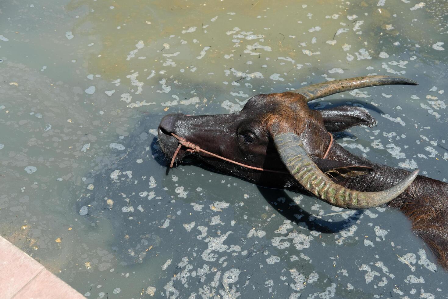 From above, a black buffalo with horns is swimming. photo