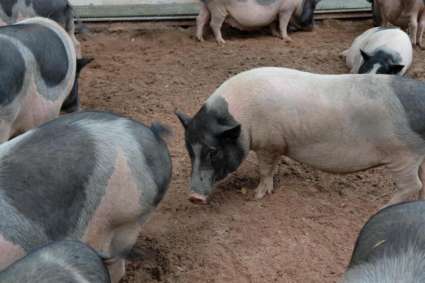 A group of pigs standing in a pen photo
