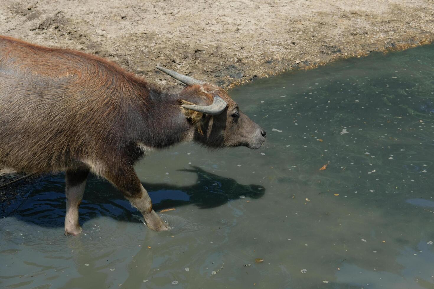 A black buffalo is walking down the mud. photo
